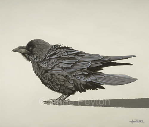 Corvus Corax